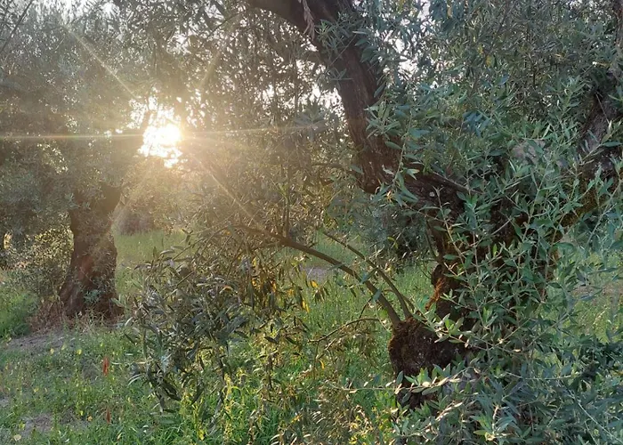 Casa Limonina Vila *